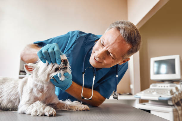 Best Emergency Dental Extractions in Zelienople, PA